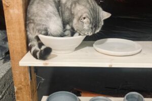 Scott loves to test my pottery